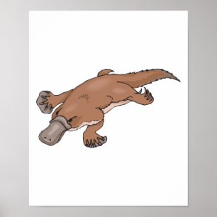 duckbilled platypus poster