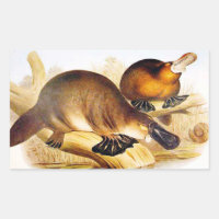 "Duckbilled Platypus"