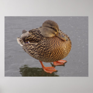 Duckie Poster