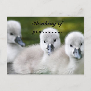 duckies  postcard