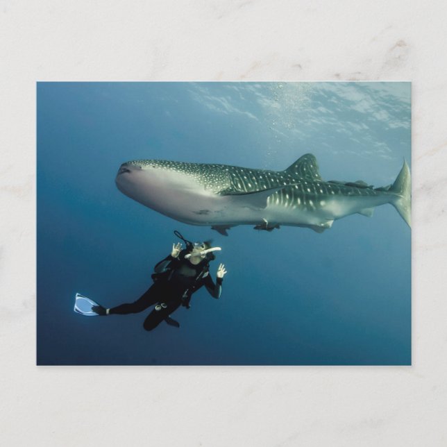 Ducking For Cover? Postcard (Front)