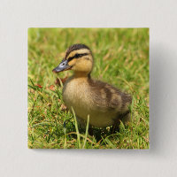 Duckling