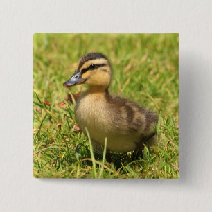 Duckling 15 Cm Square Badge