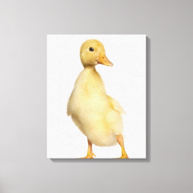 Duckling (1 week old) canvas print (Front)