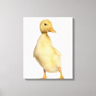Duckling (1 week old) canvas print
