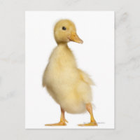 Duckling (1 week old)