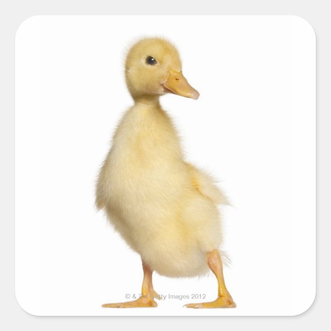 Duckling (1 week old) square sticker (Front)