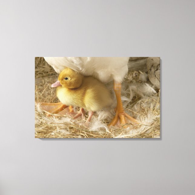 Duckling between mother's legs canvas print (Front)