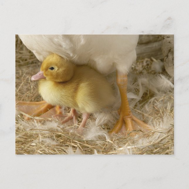 Duckling between mother's legs postcard (Front)