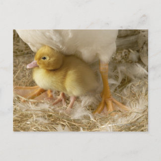 Duckling between mother's legs postcard