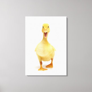 Duckling Canvas Print