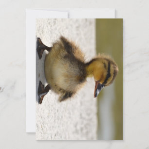 Duckling Card
