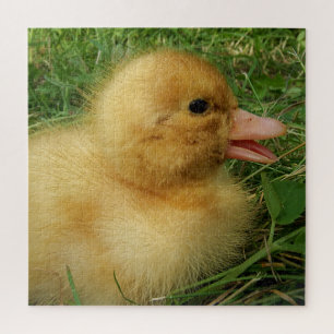 duckling,chicken, animal, chick, bird, farm, cute, jigsaw puzzle