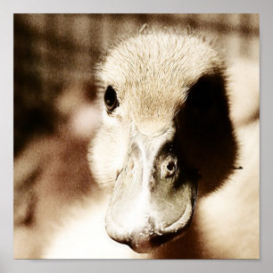 Duckling Digital Art Poster