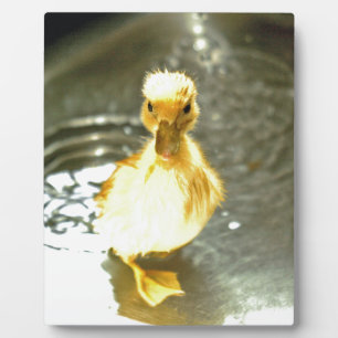 Duckling has a bath. plaque