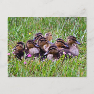 Duckling Huddle Postcard