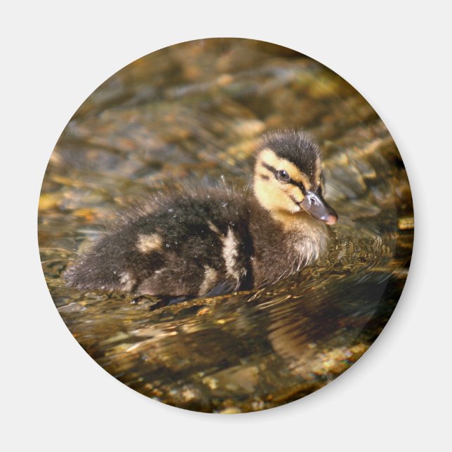 Duckling Magnet (Front)