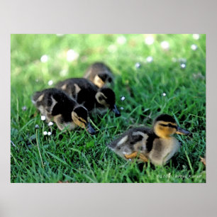 Duckling Parade Poster