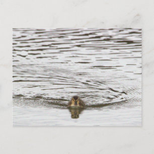 Duckling Photo Postcard