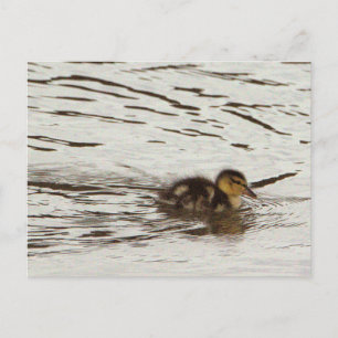 Duckling Photo Postcard