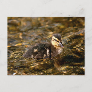 Duckling Postcard