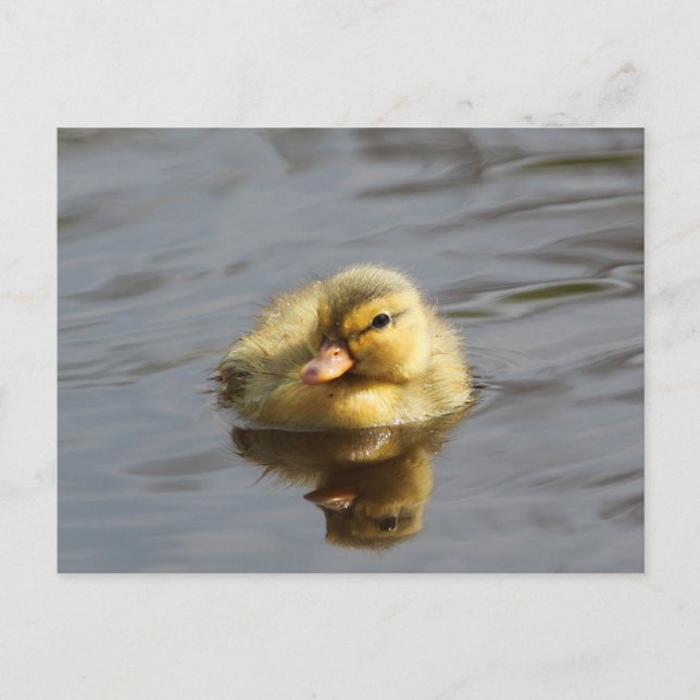 Duckling Postcard (Front)