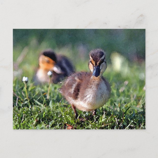 Duckling Postcard (Front)