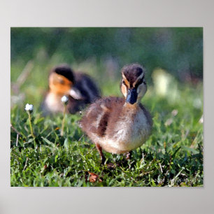 Duckling Poster
