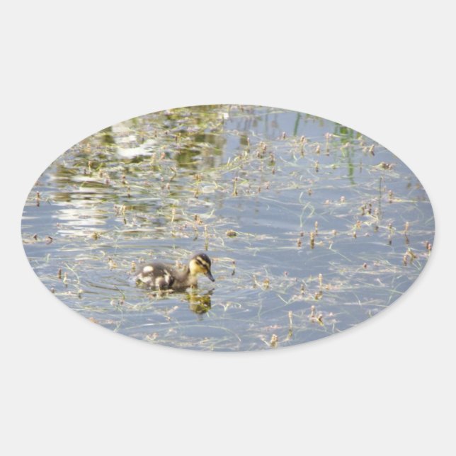 Duckling Reflections Oval Sticker (Front)