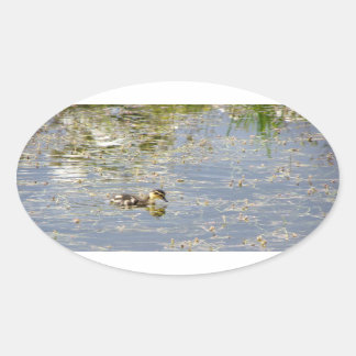 Duckling Reflections Oval Sticker
