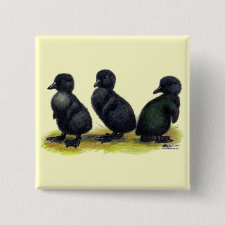 Ducklings Black Cayuga 15 Cm Square Badge