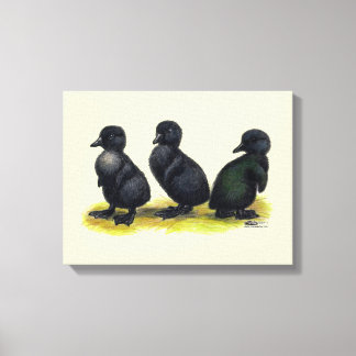Ducklings Black Cayuga Canvas Print