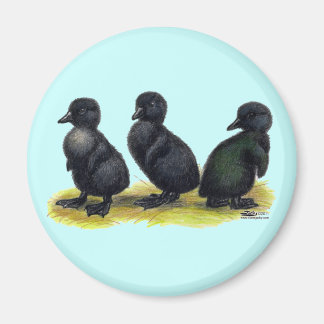 Ducklings Black Cayuga Magnet