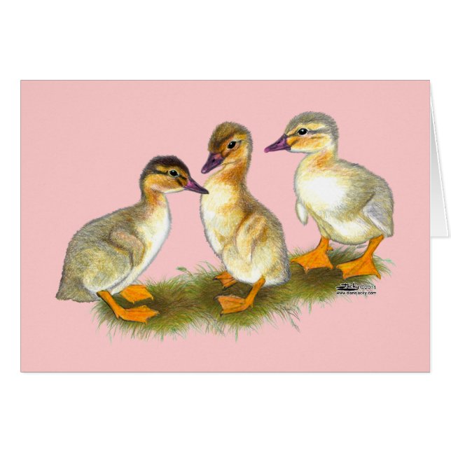 Ducklings:  Buff Orpingtons (Front Horizontal)