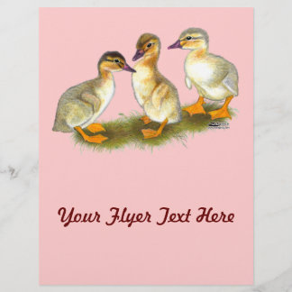 Ducklings: Buff Orpingtons Flyer
