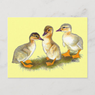 Ducklings: Buff Orpingtons Postcard