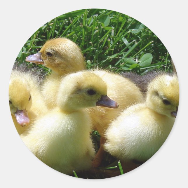 Ducklings Classic Round Sticker (Front)