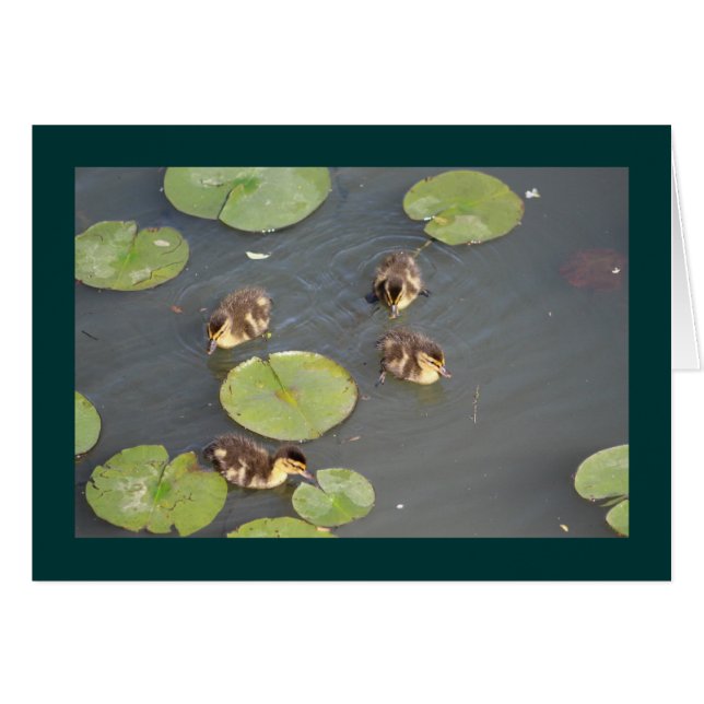 Ducklings Greeting Card (Front Horizontal)