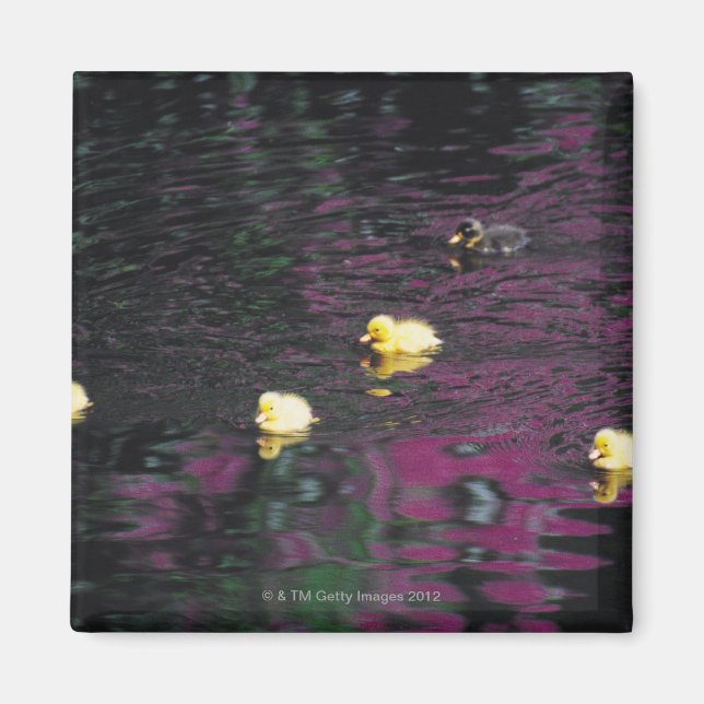 ducklings magnet (Front)