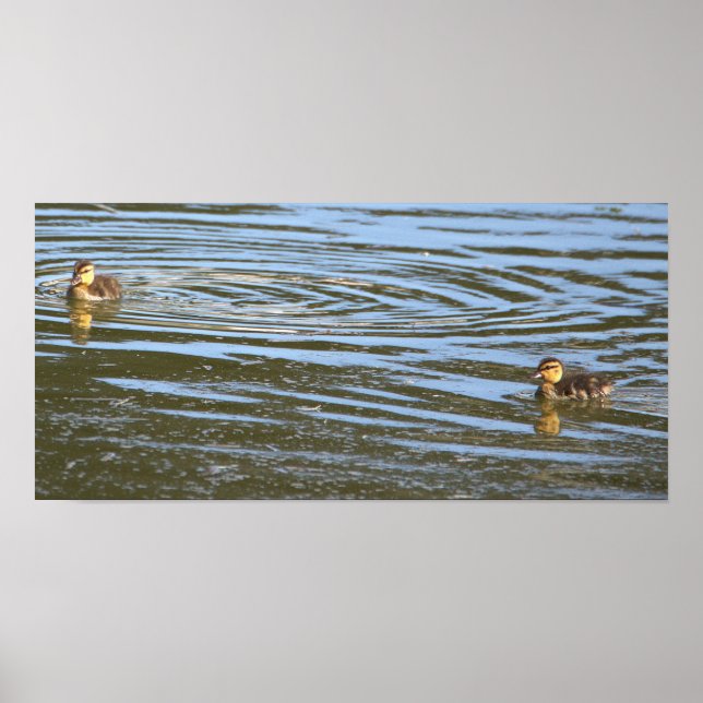 Ducklings Photo Poster (Front)