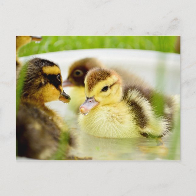 Ducklings Postcard (Front)