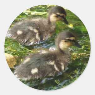 Ducklings Stickers