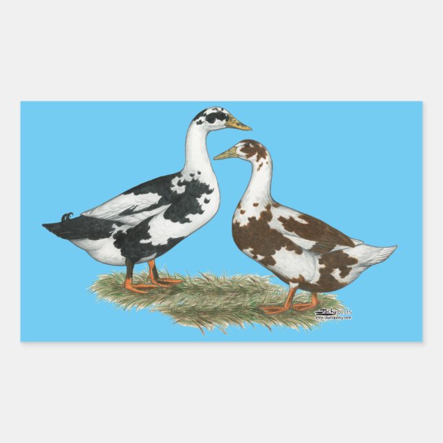 Ducks Ancona Pair Rectangular Sticker (Front)