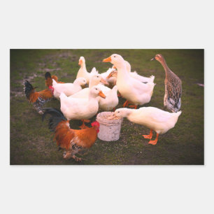 Ducks and Chickens Eating Funny Rectangular Sticker