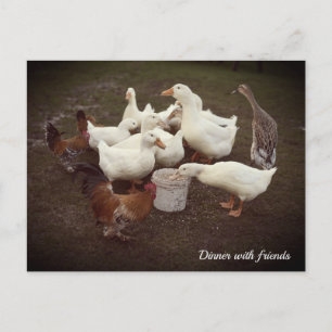 Ducks and Chickens Eating Postcard