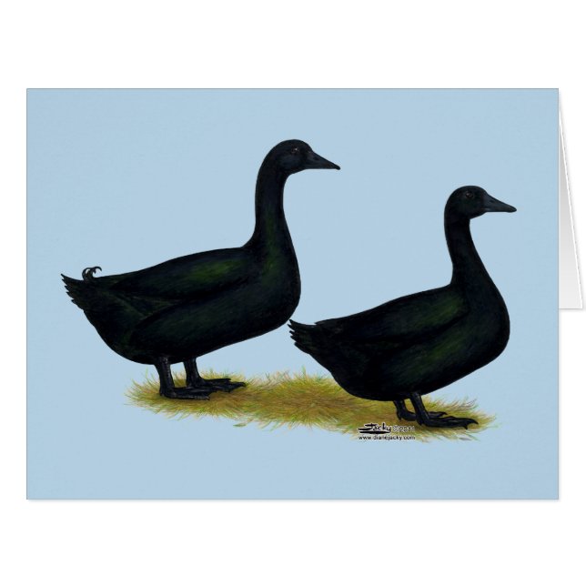 Ducks:  Black Cayugas (Front Horizontal)