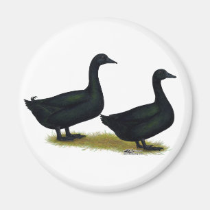 Ducks: Black Cayugas Magnet
