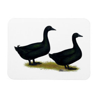 Ducks: Black Cayugas Magnet