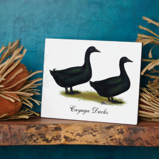 Ducks: Black Cayugas Plaque