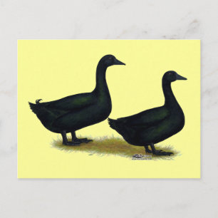 Ducks:  Black Cayugas Postcard